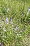 Narrowleaf vervain